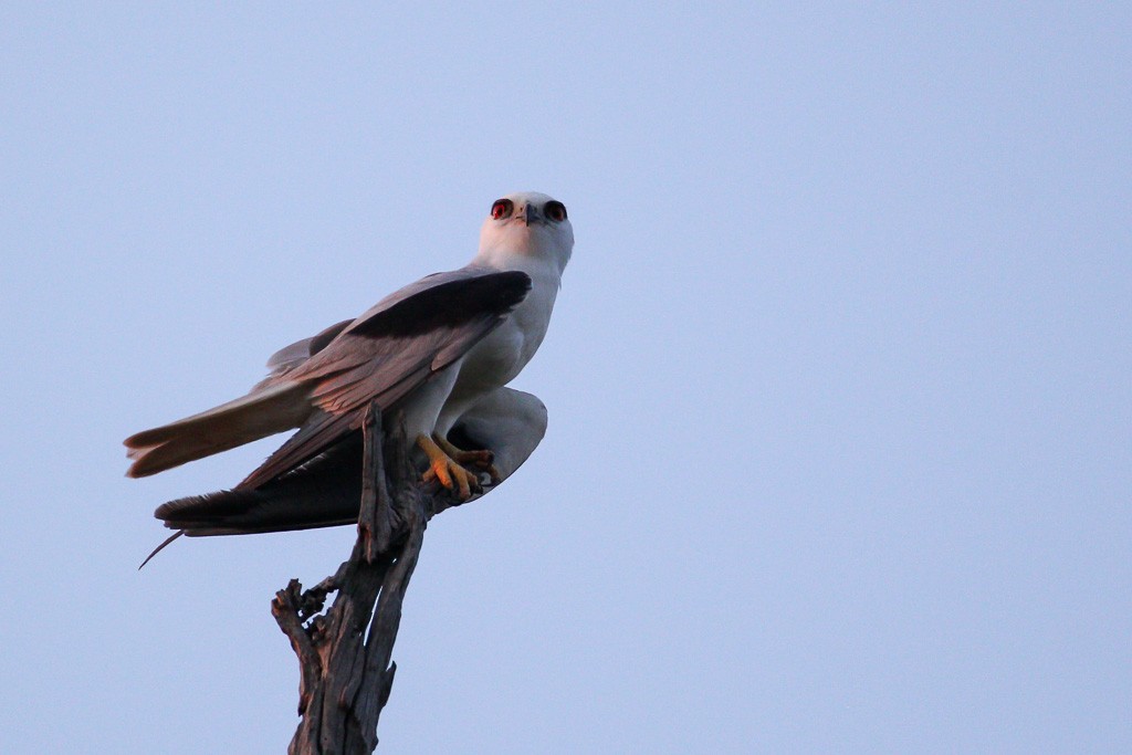 Black-shouldered Kite - Andrew Naumann