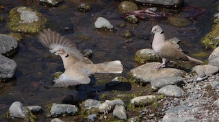 Eurasian Collared-Dove, ML213369521