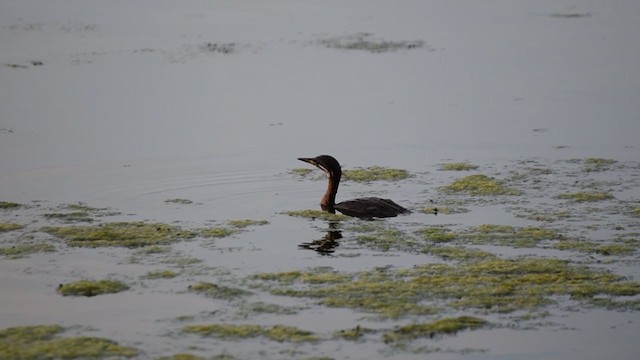 Red-necked Grebe - ML213373031