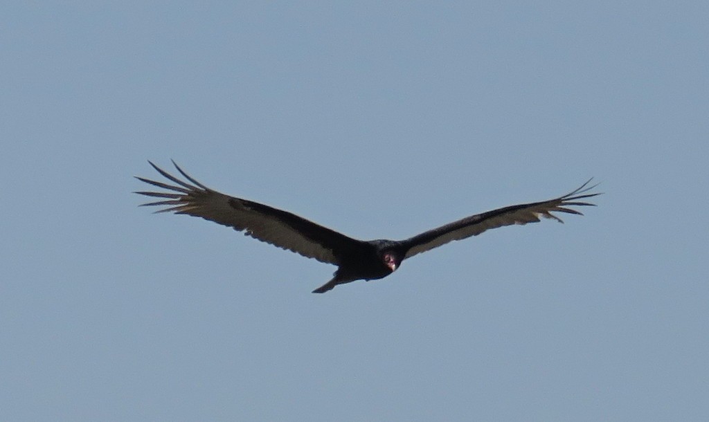Turkey Vulture - ML213374251