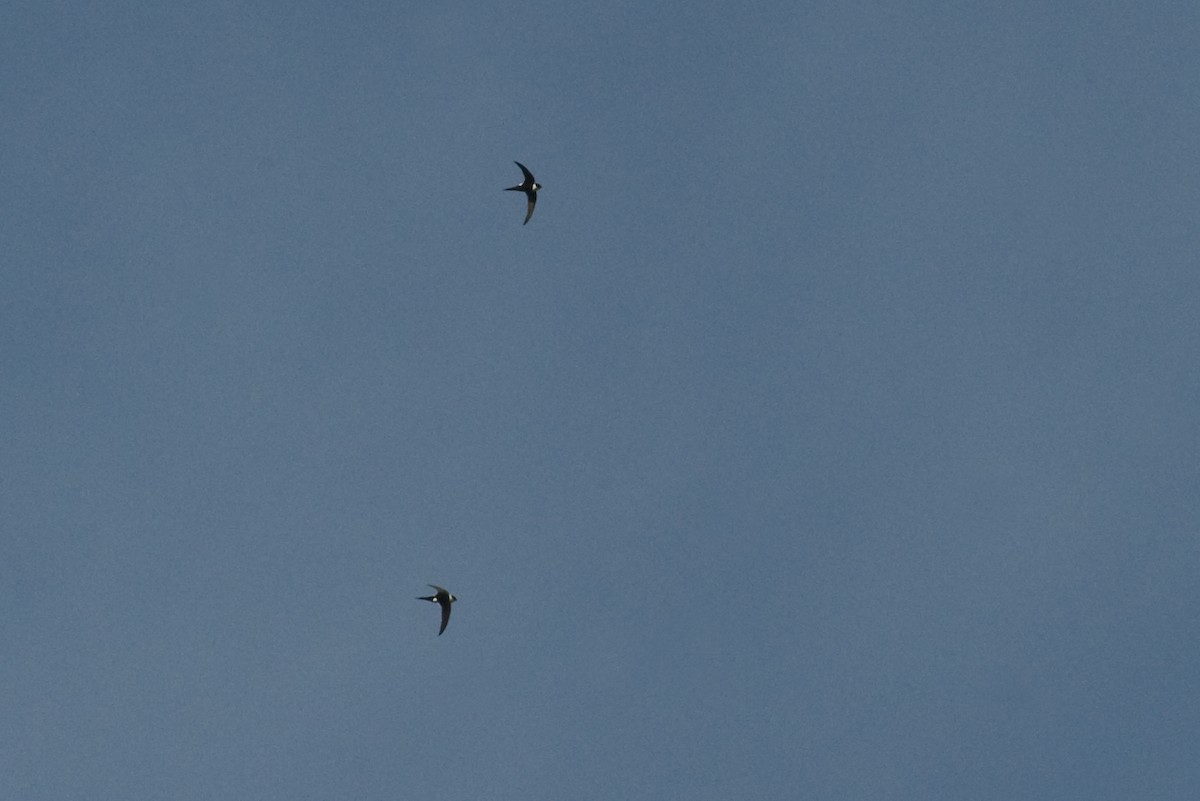 Lesser Swallow-tailed Swift - John Cahill xikanel.com