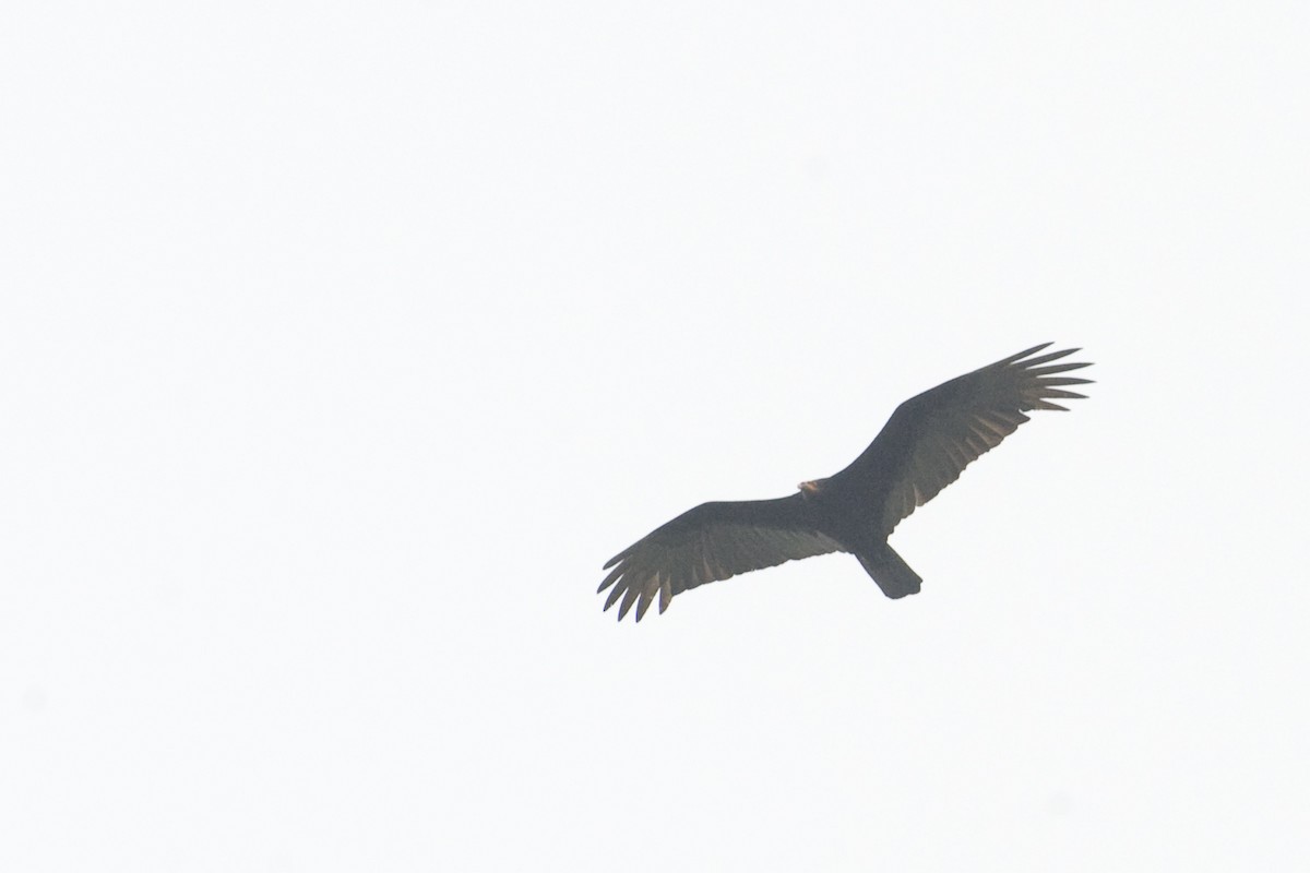 Lesser Yellow-headed Vulture - John Cahill xikanel.com