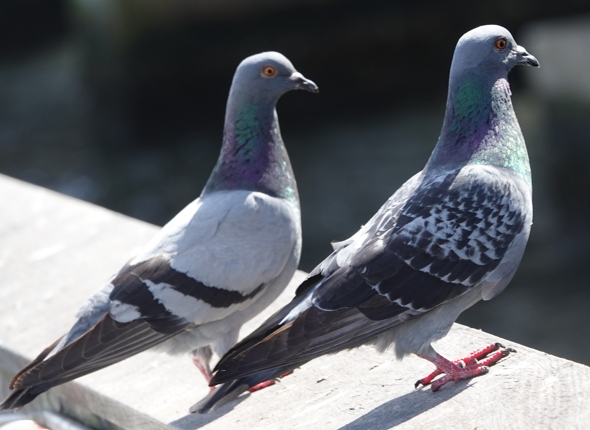 eBird Checklist - 4 Mar 2020 - Snook Islands Natural Area - 26 species