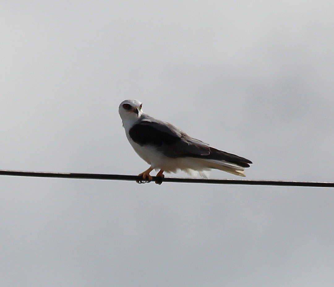 White-tailed Kite - Elby Anderson A Silva