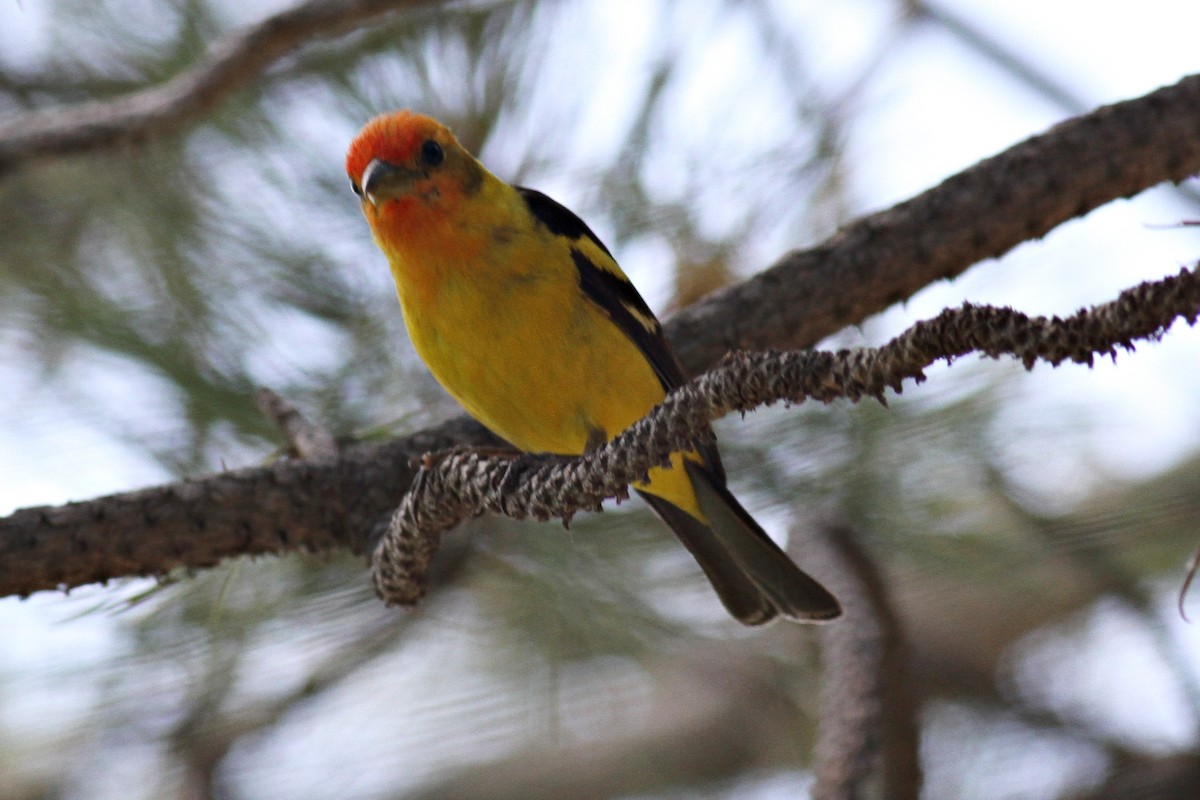 Western Tanager - ML213385951
