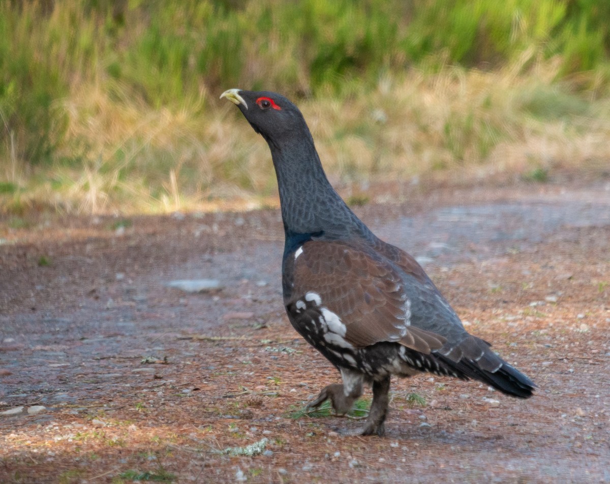 Western Capercaillie - Colin Leslie