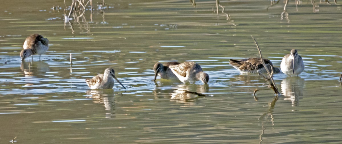 Long-billed Dowitcher - ML213388471
