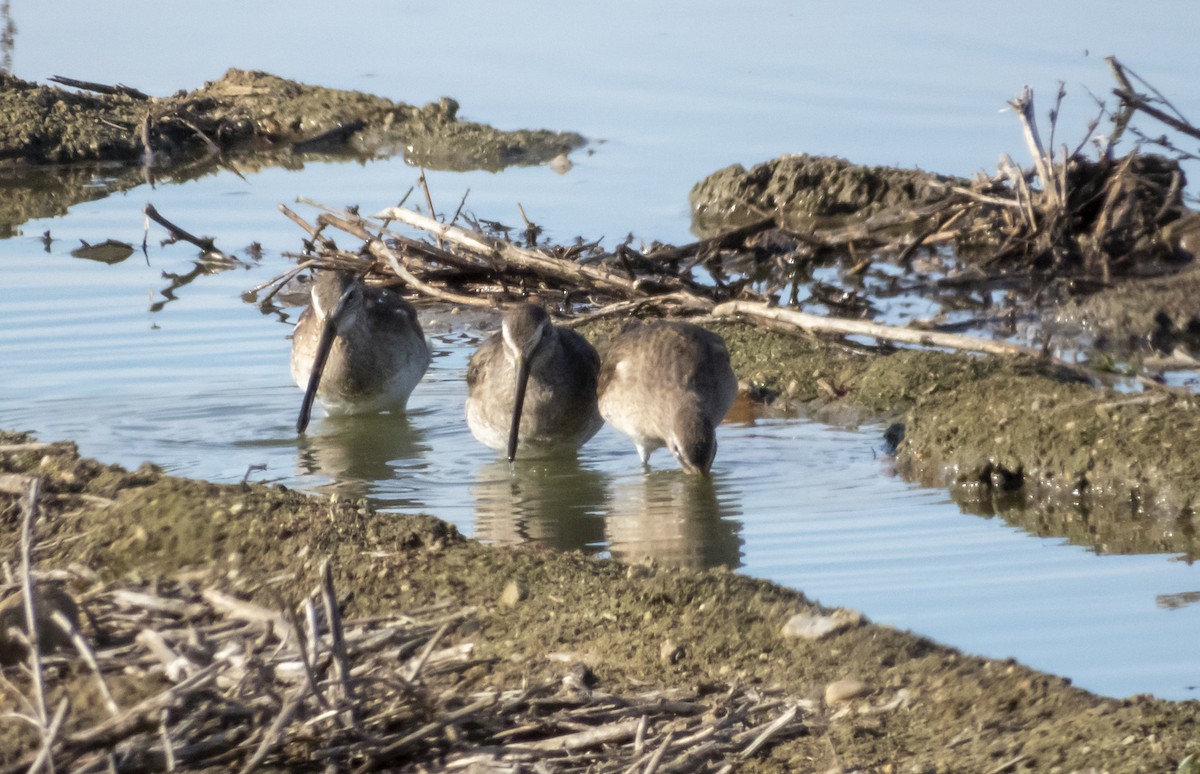 Long-billed Dowitcher - ML213388521