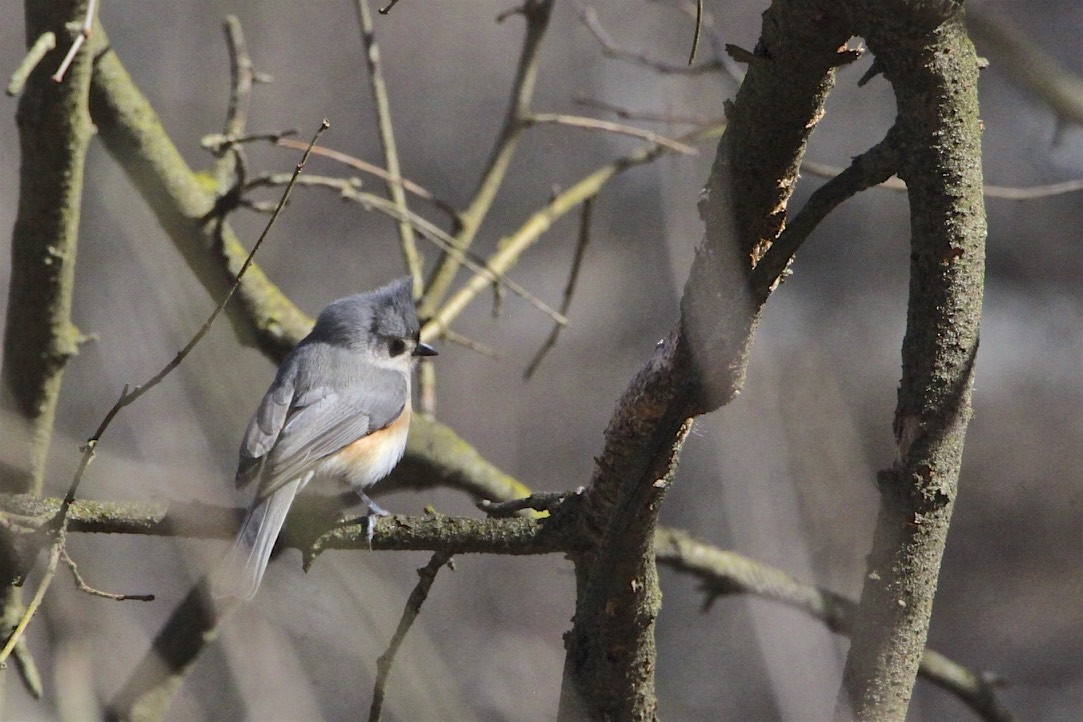 Tufted Titmouse - Vickie Baily