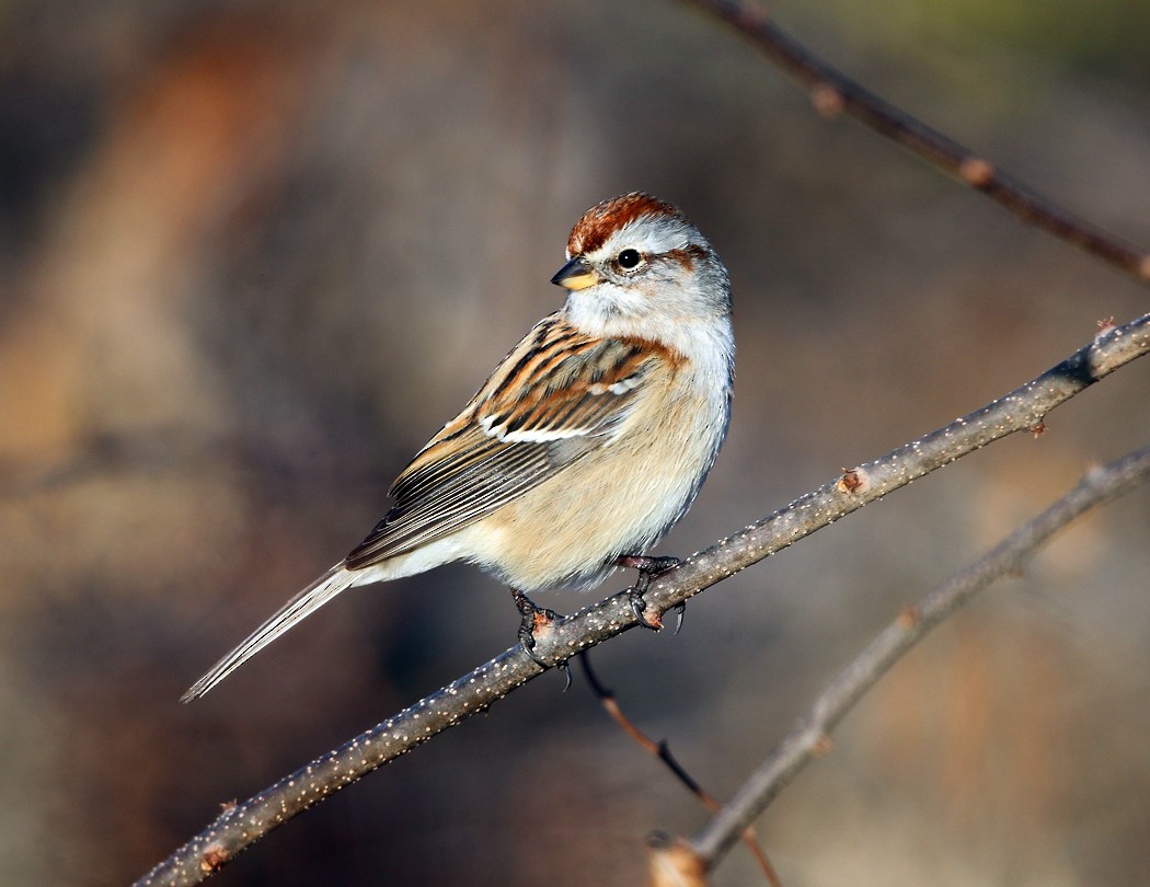 American Tree Sparrow - ML21339461