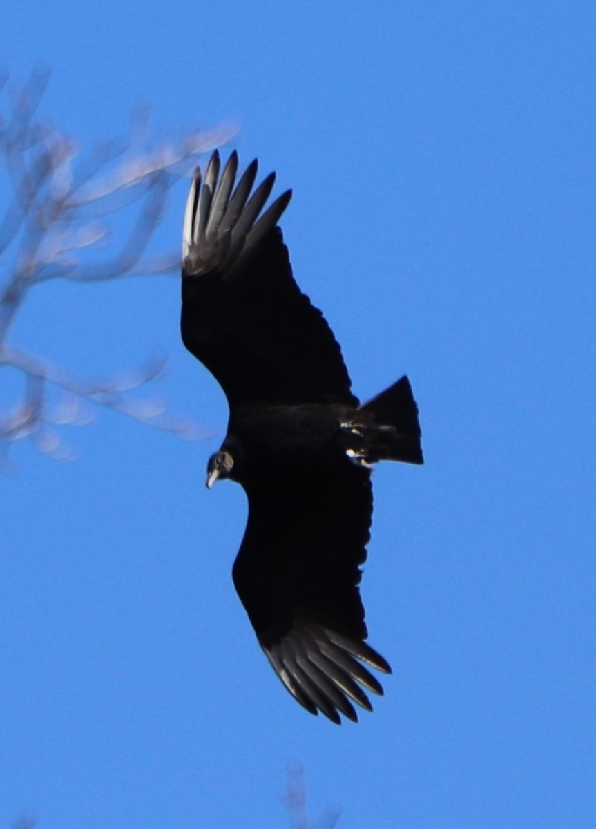 Black Vulture - valerie heemstra