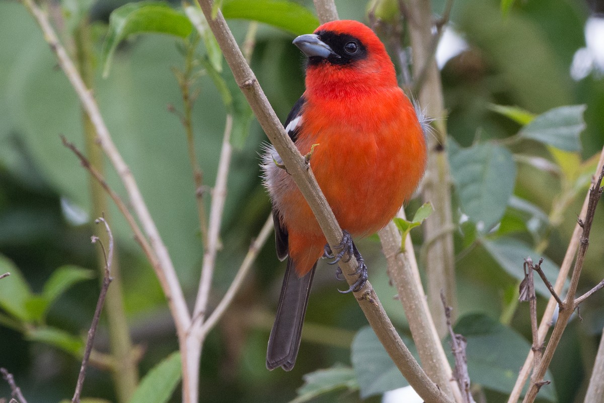 White-winged Tanager - ML213395081
