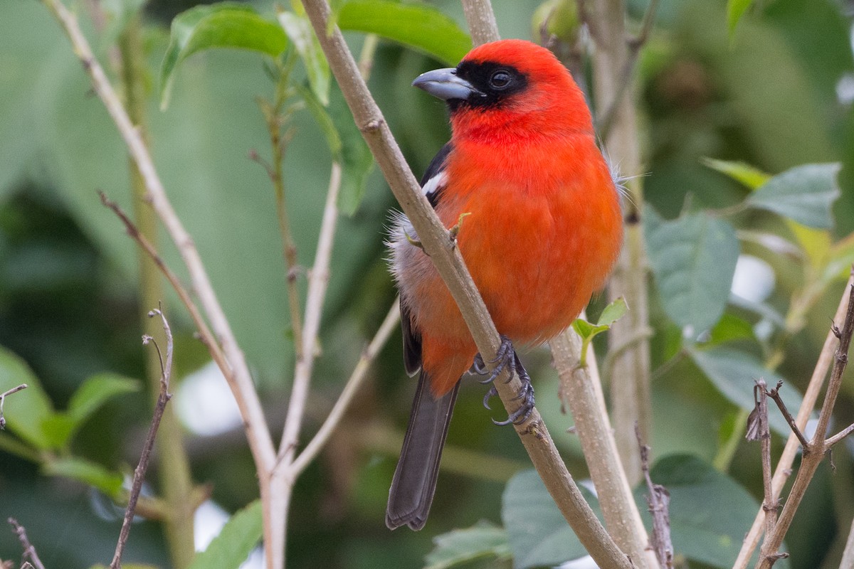 White-winged Tanager - ML213395171