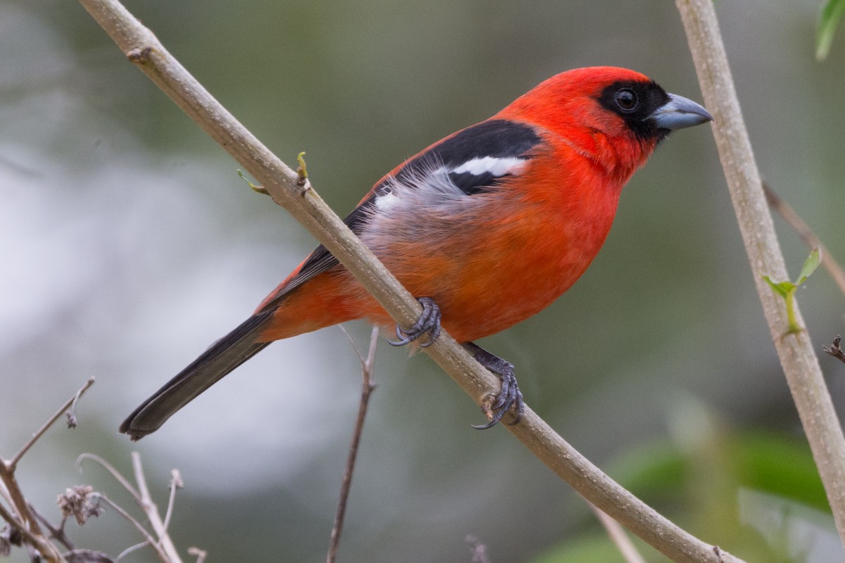 White-winged Tanager - ML213395241