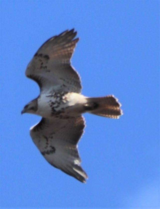 Red-tailed Hawk - valerie heemstra