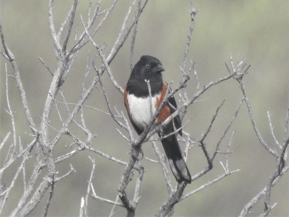 Spotted Towhee - ML213396821
