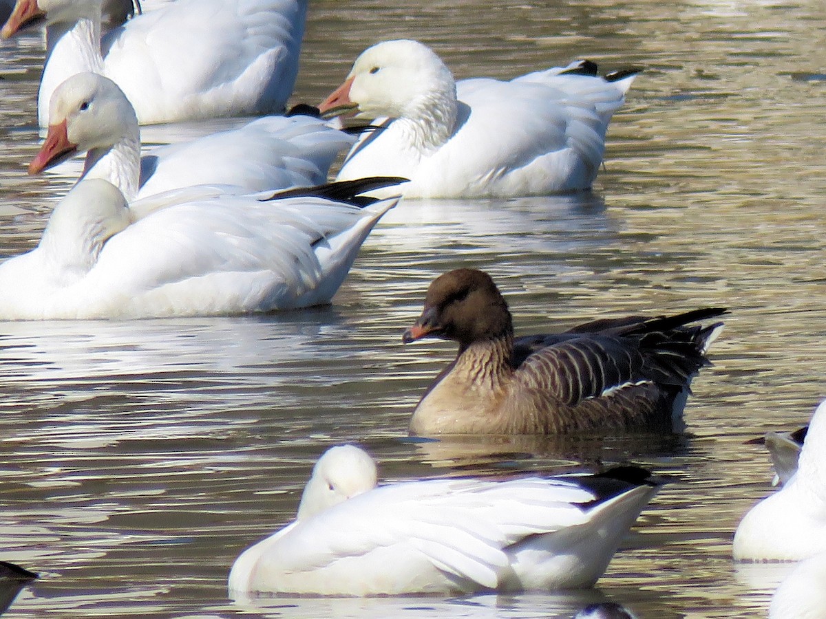 Pink-footed Goose - ML213399151