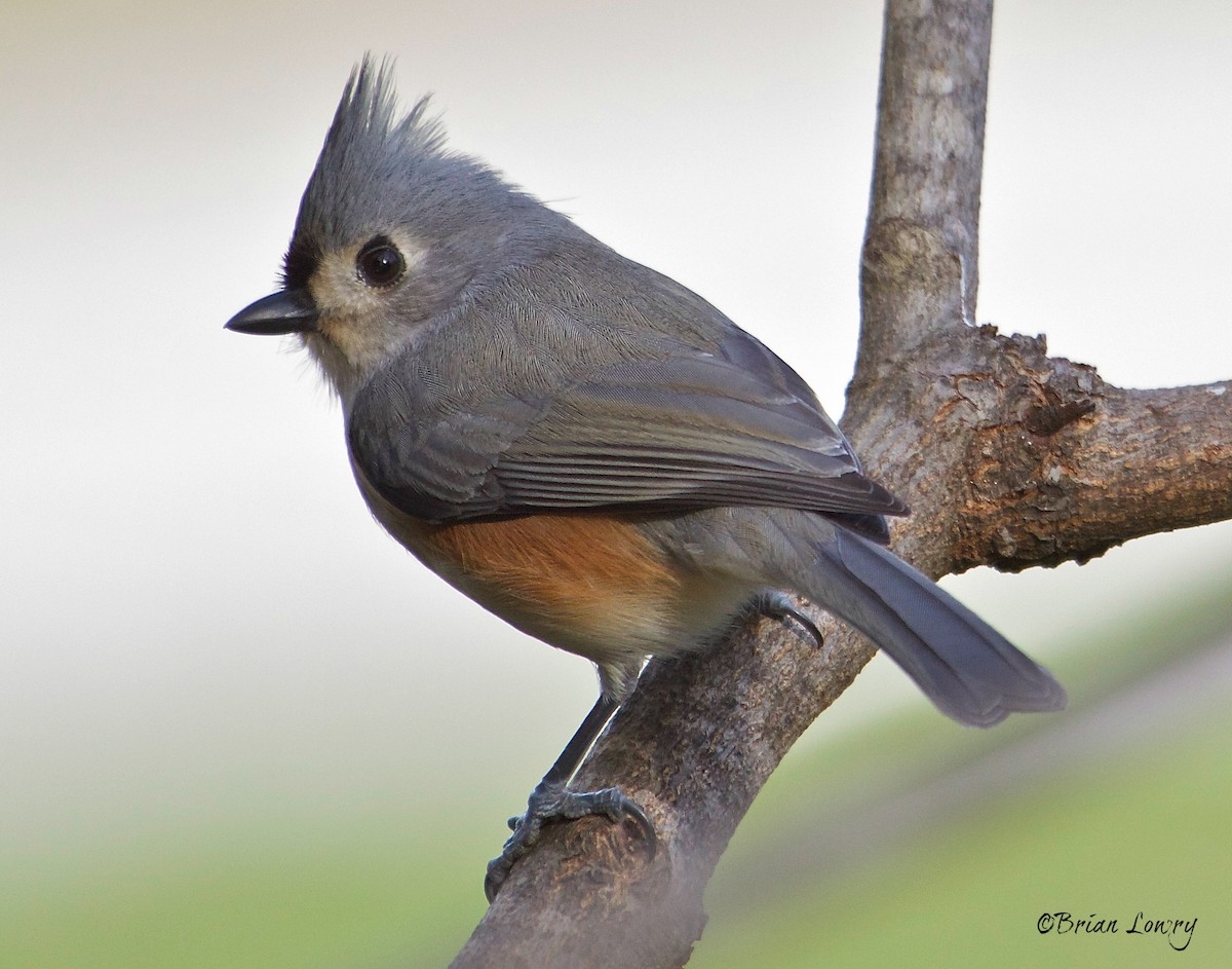Tufted Titmouse - Brian Lowry
