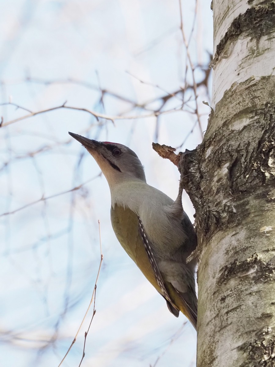 Gray-headed Woodpecker - Kostyantyn Grinchenko
