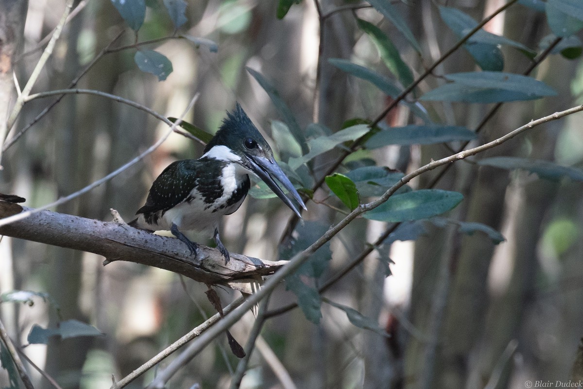 Amazon Kingfisher - Blair Dudeck