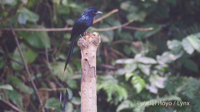Greater Racket-tailed Drongo - ML213407311