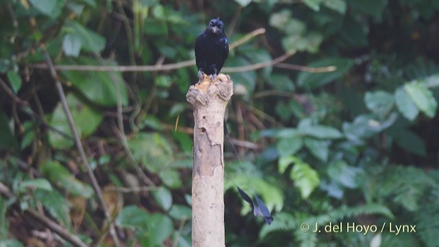 Greater Racket-tailed Drongo - ML213407361