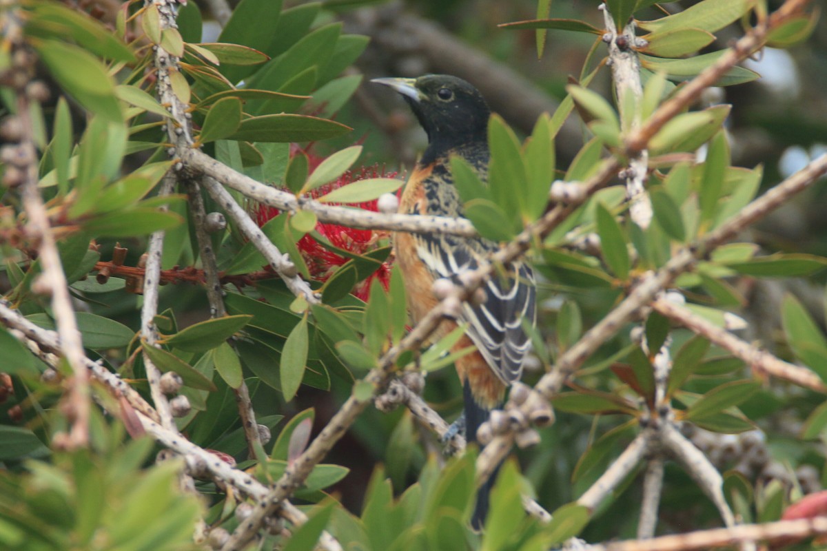 Orchard Oriole - ML213407801