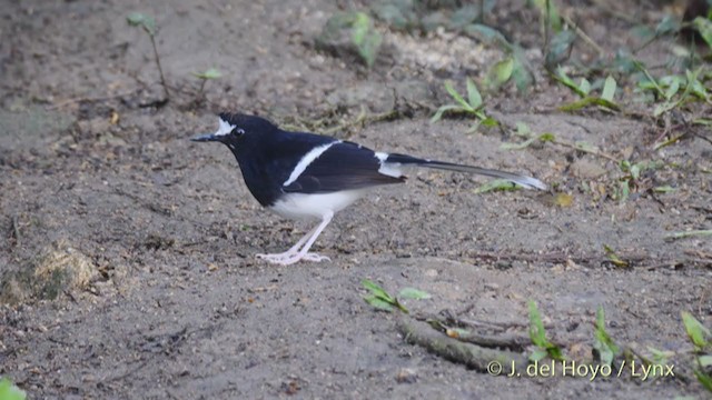 White-crowned Forktail (Northern) - ML213407941