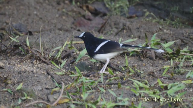 White-crowned Forktail (Northern) - ML213407981