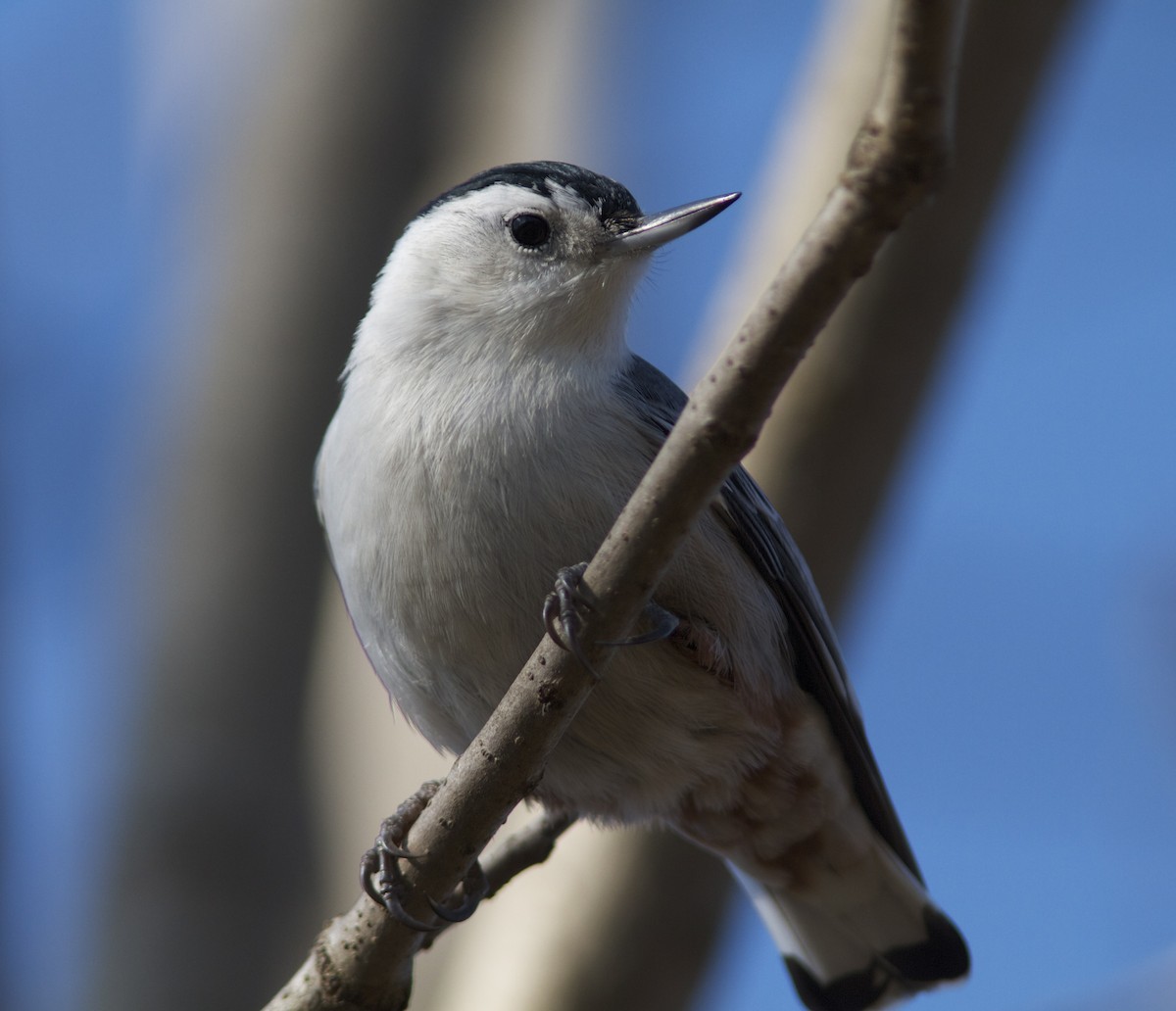 White-breasted Nuthatch - Holly Merker