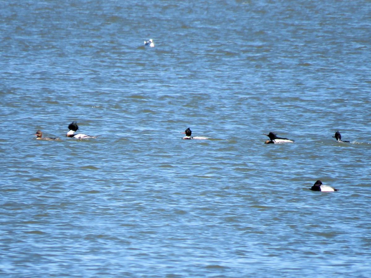 Red-breasted Merganser - Dean Newhouse