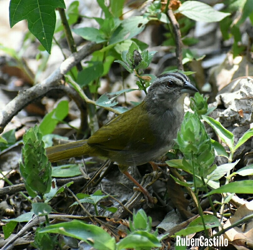 Green-backed Sparrow - ML213412611