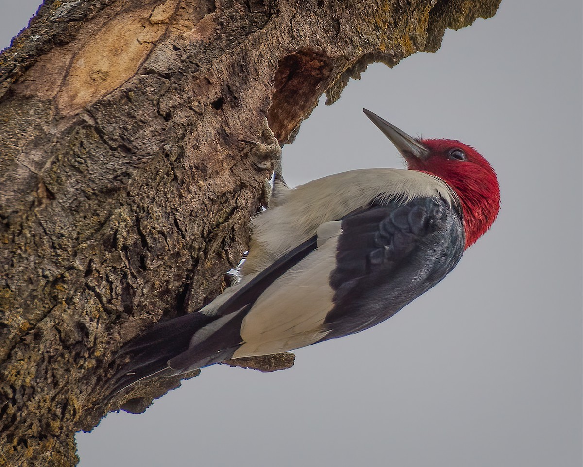 Red-headed Woodpecker - ML213415451