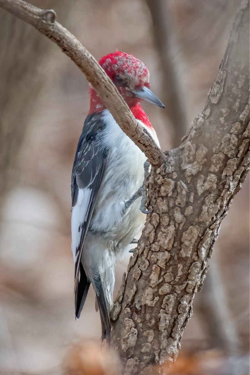 Red-headed Woodpecker - Rick Wilhoit