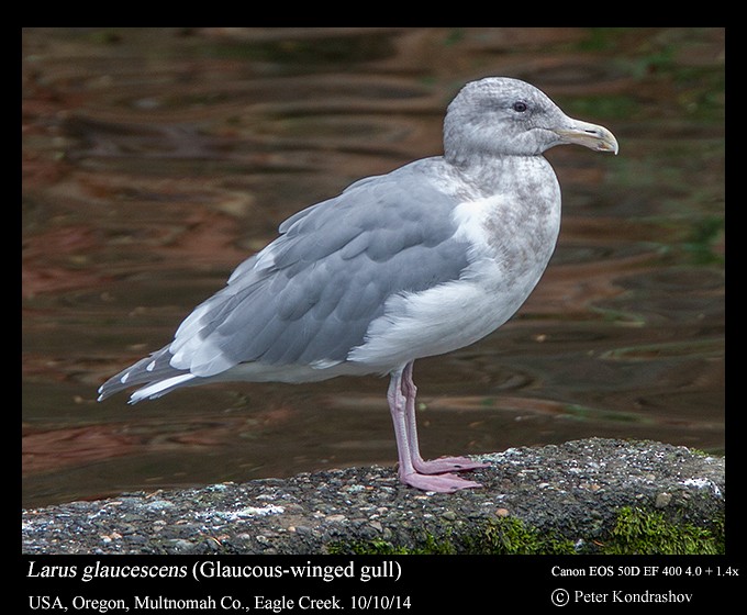 Glaucous-winged Gull - Peter Kondrashov