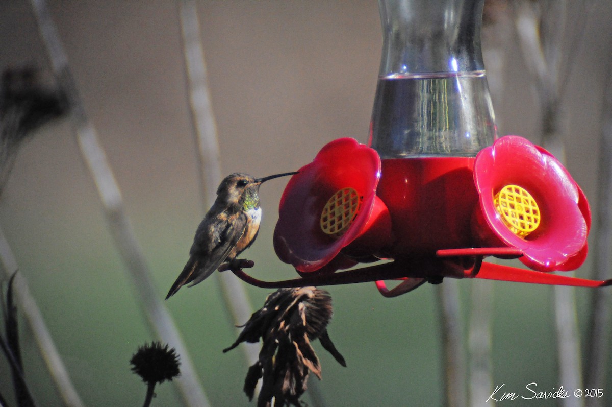 Rufous Hummingbird - Kim Savides