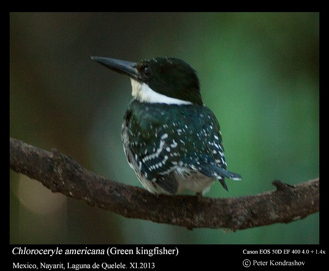 Green Kingfisher - ML213423751