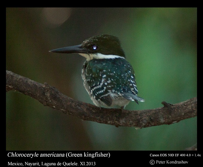 Green Kingfisher - Peter Kondrashov