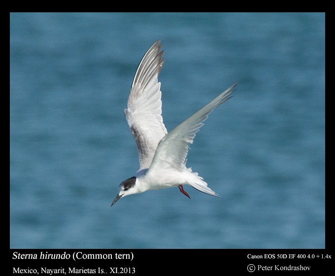 Common Tern - ML213424631