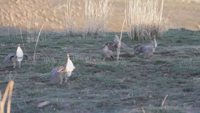  - Sharp-tailed Grouse