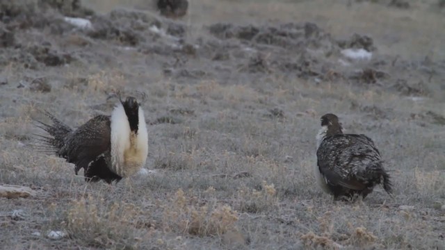 Greater Sage-Grouse - ML213427161