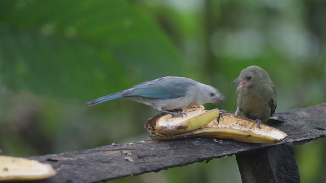 Blue-gray Tanager (Blue-gray) - ML213429991