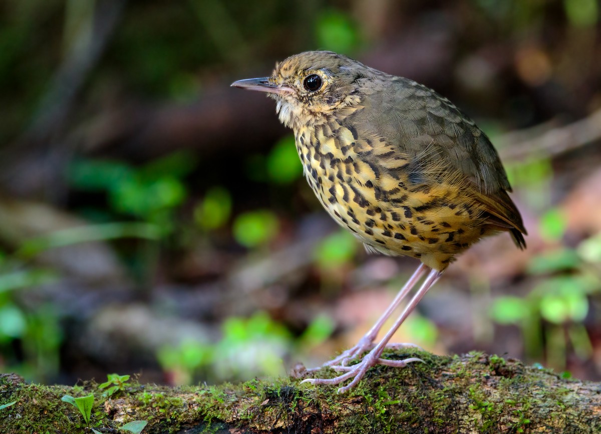 Speckle-breasted Antpitta - ML213433031