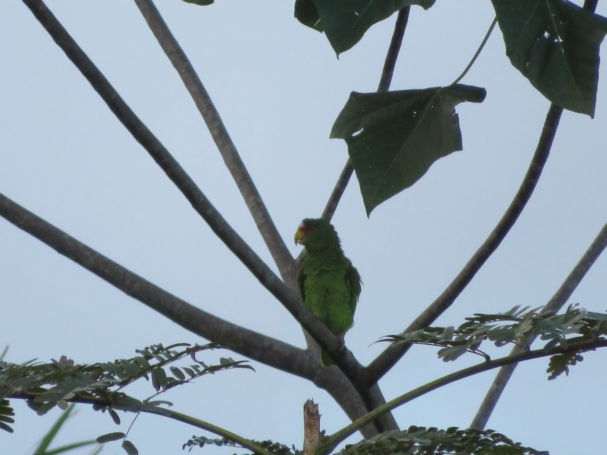 White-fronted Parrot - ML213433851