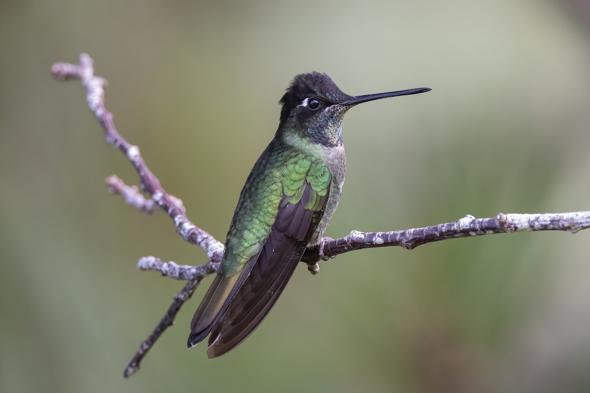 Talamanca Hummingbird - Peter Hawrylyshyn