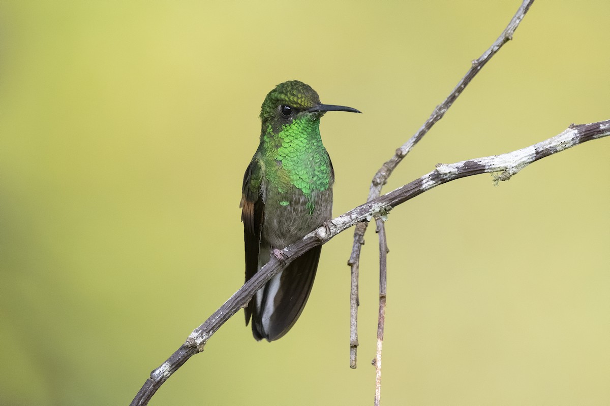 Stripe-tailed Hummingbird - Peter Hawrylyshyn
