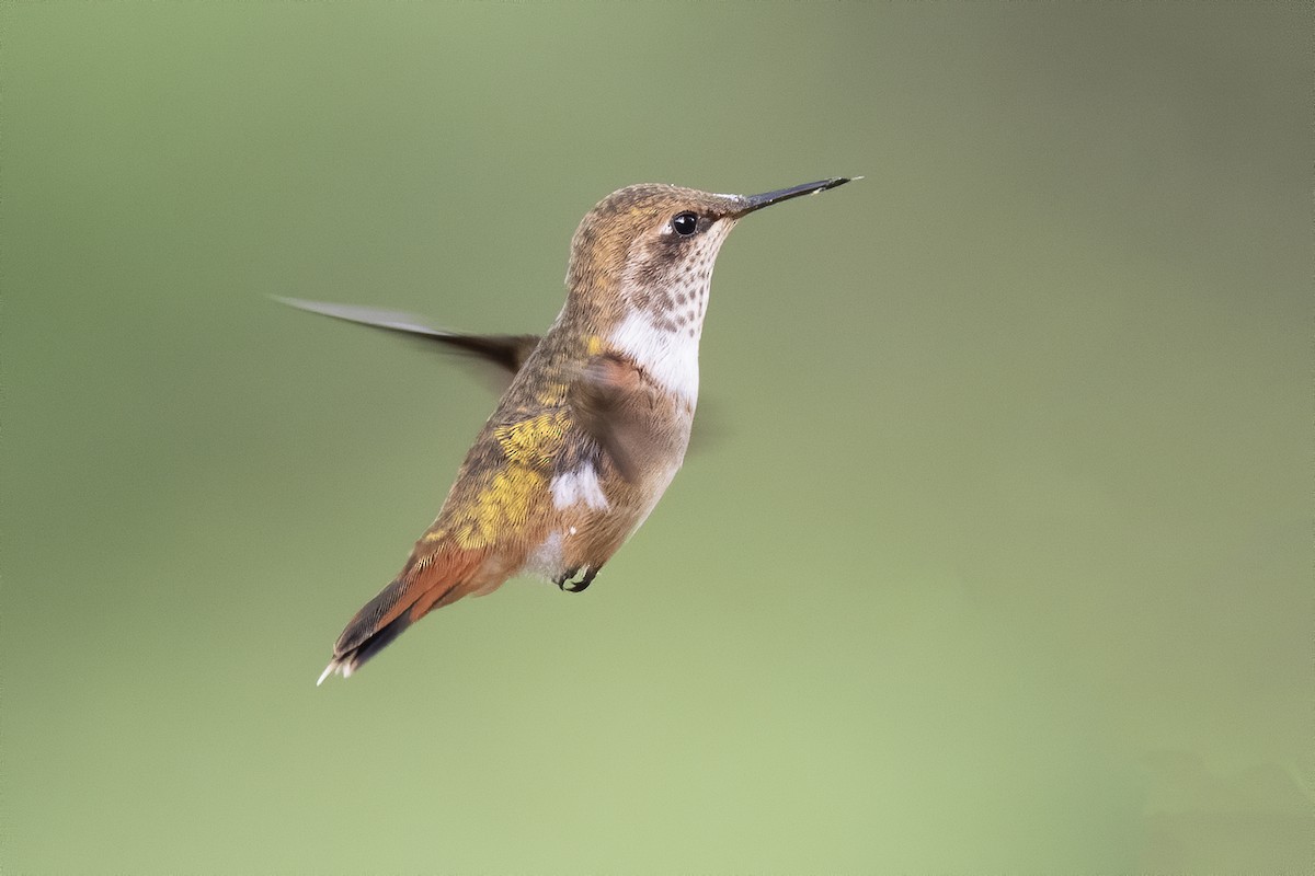 Scintillant Hummingbird - ML213435461