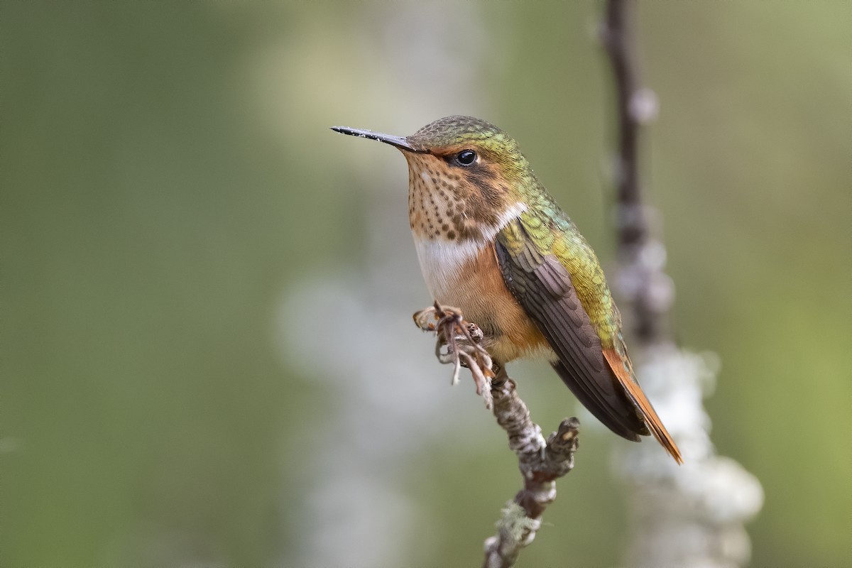 Scintillant Hummingbird - ML213437171