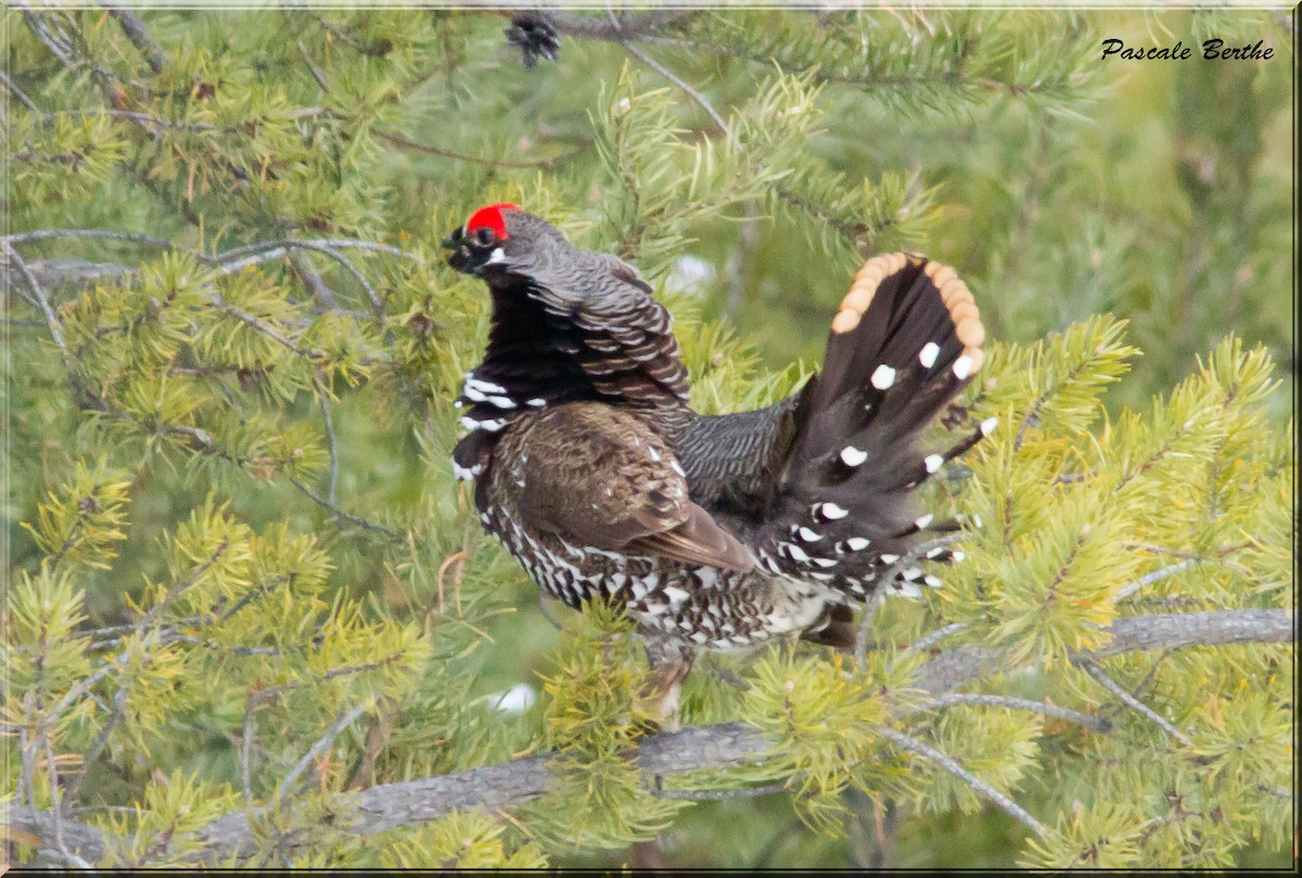 Spruce Grouse - Pascale Berthe