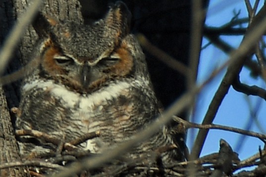Great Horned Owl - ML213448961